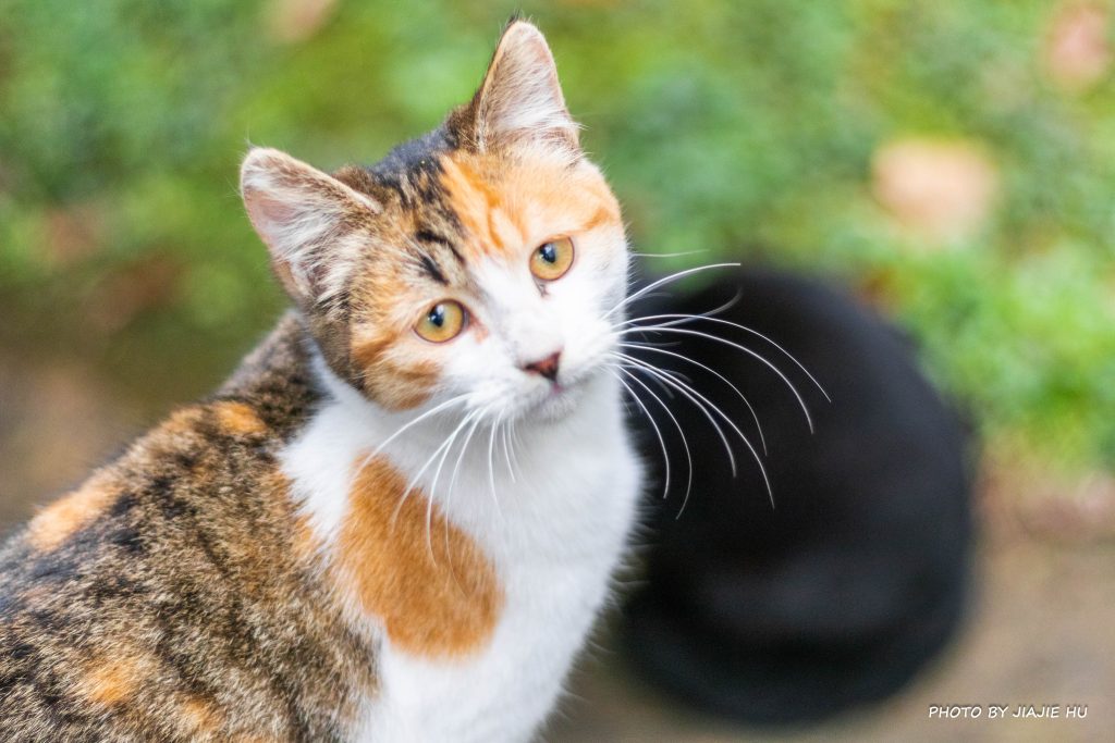 The cats in People’s Square, Shanghai